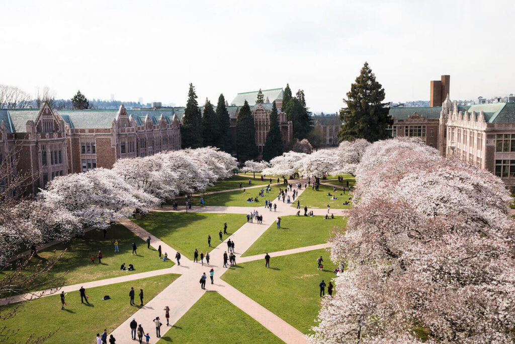 Top View UW cherry blossoms